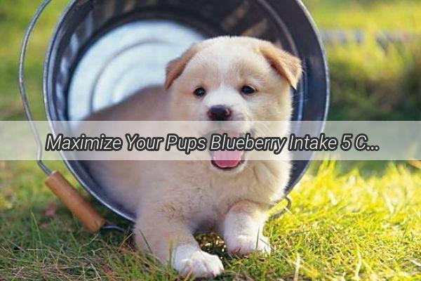 Maximize Your Pups Blueberry Intake 5 Creative Ways to Blueberry Bonanza